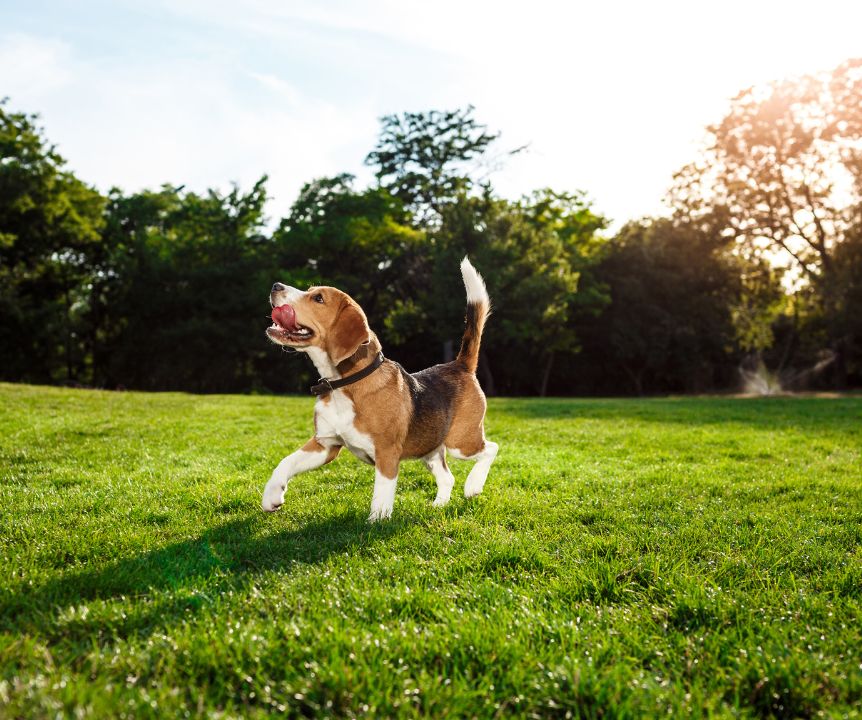 fundog